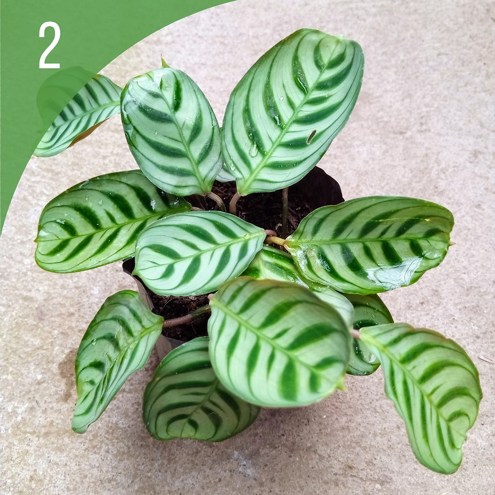 Plante d'intérieur Alocasia