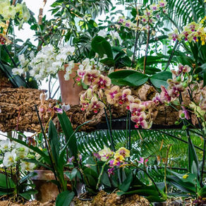 Les orchidées, un trésor botanique fascinant