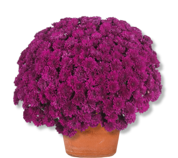 Miniature : Chrysanthème Elated Purple