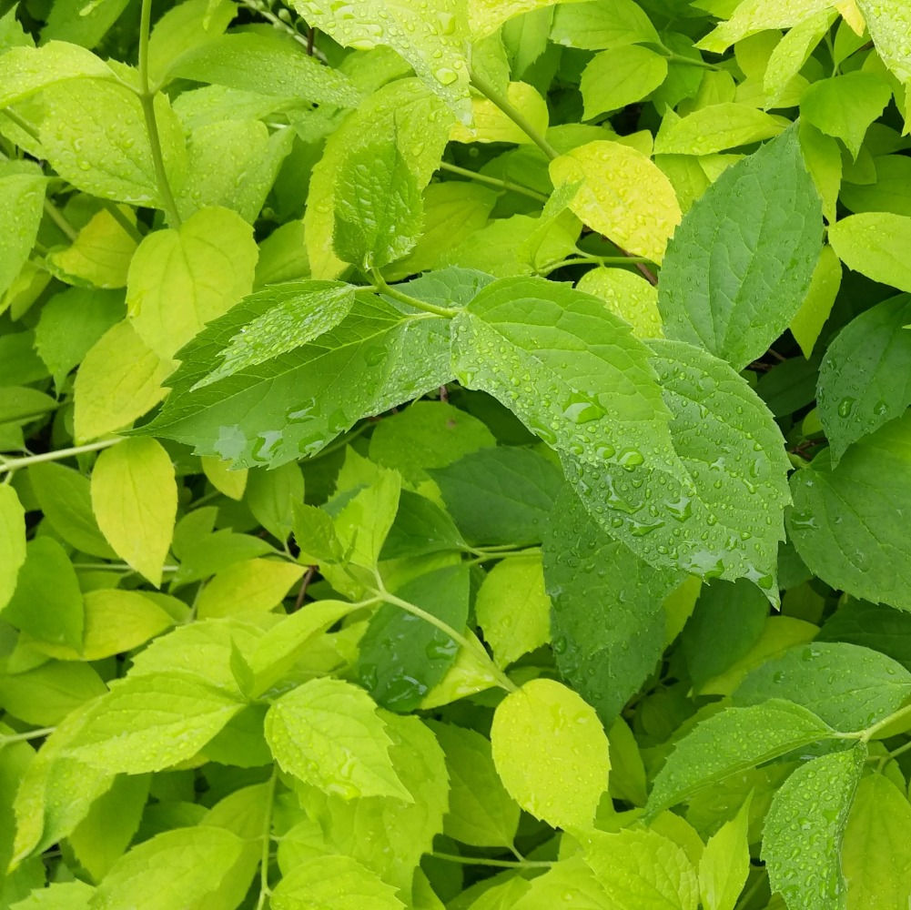 Vivace Aralia 'Sun King' - Jardin des Trouvailles