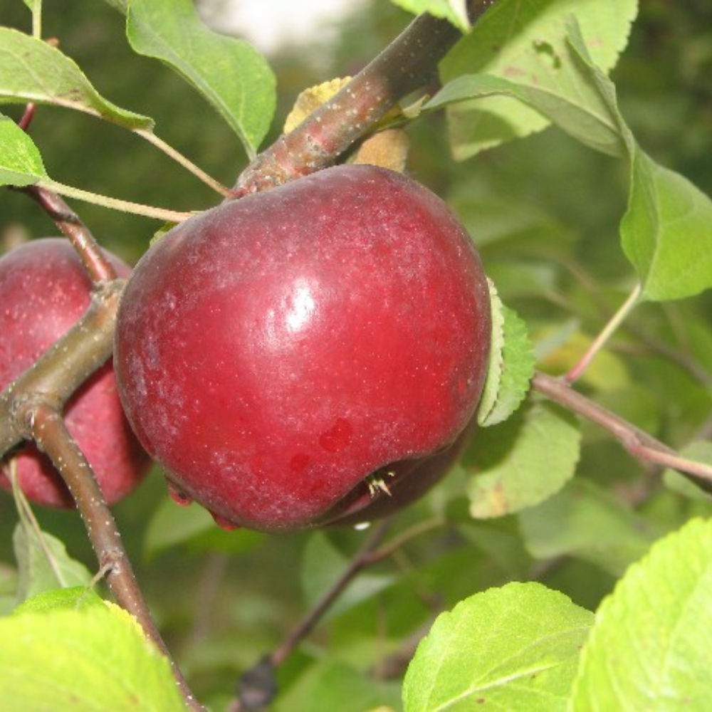 Arbre fruitier pommier Rouville
