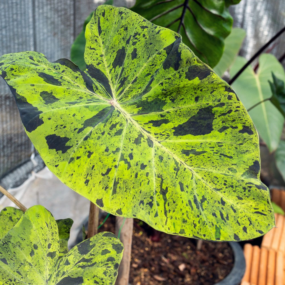Plante tropicale Colocasia 'Mojito'