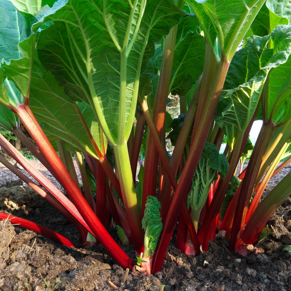 Potager Rhubarbe 'Victoria' - Jardin des Trouvailles