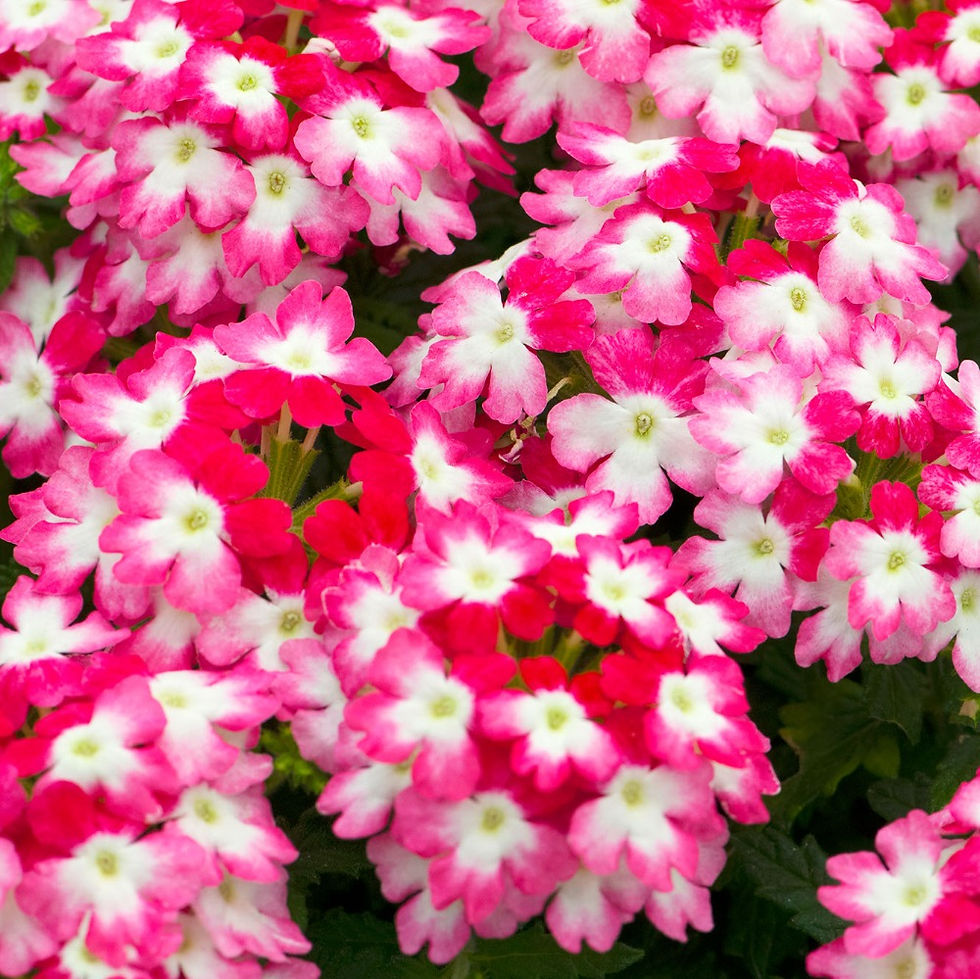 Annuelle Verveine 'Hurricane Red' - Jardin des Trouvailles