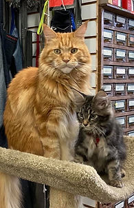 Maine Coon Kittens for sale Cryistal River Florida. Manatee Coons