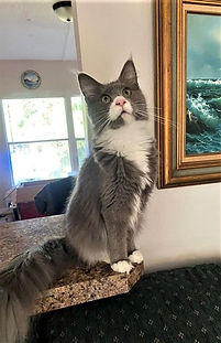 Maine Coon Kittens for sale Cryistal River Florida. Manatee Coons