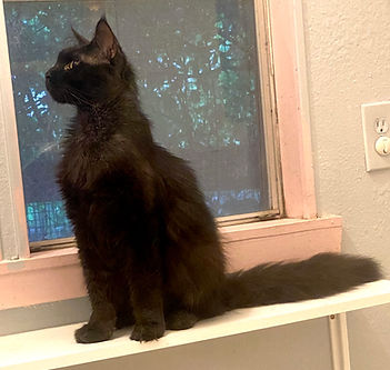 black male maine coon kitten for sale ma