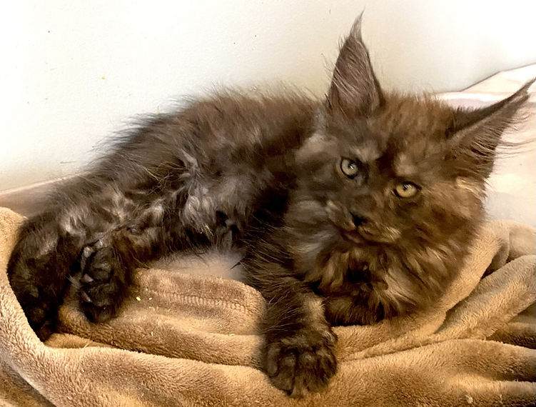 Maine Coon Kittens for sale Cryistal River Florida. Manatee Coons