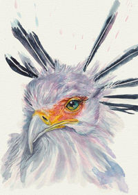 Secretary Bird.jpg