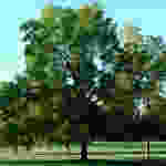 Large Green Maple Tree