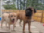 Brooklyn & Juno