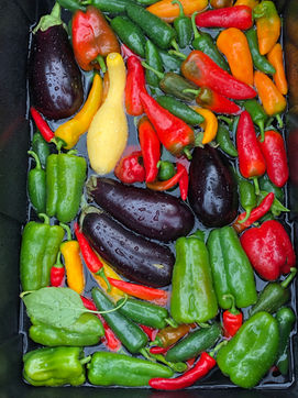 Pepper Bath.JPEG