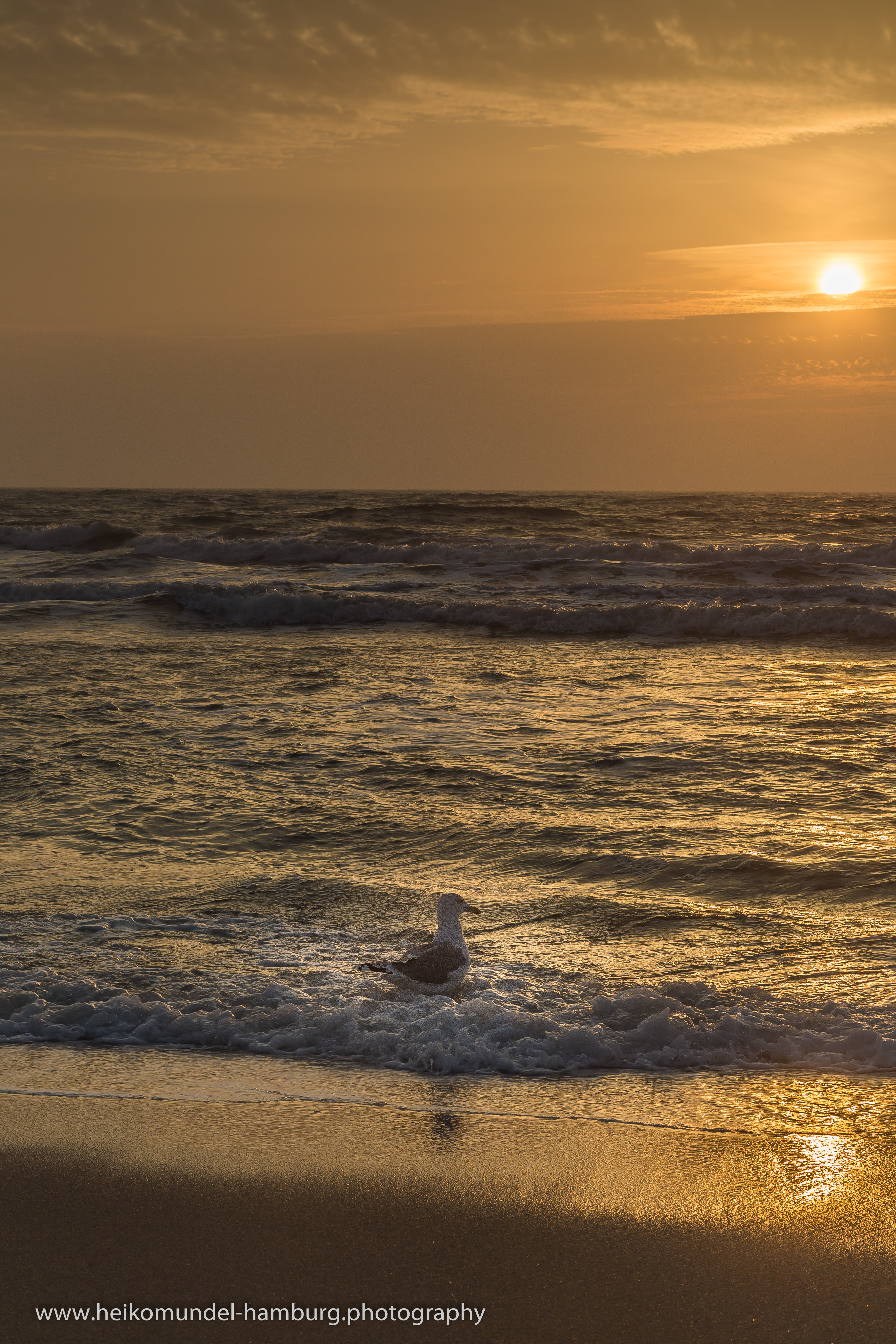 Möwe in der Welle