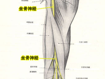 【八尾市 河内山本 美顔矯正 整体】整体で坐骨神経痛による「痛み・しびれが楽になる理由」