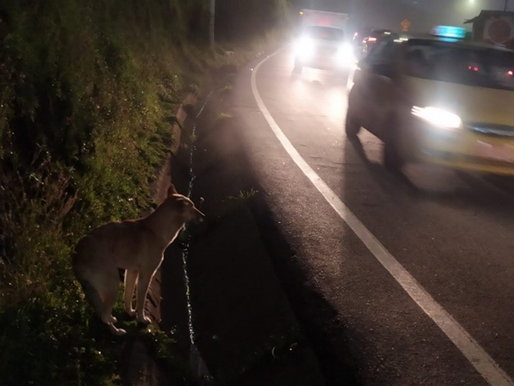 Se profundiza el desamparo de los perros sin hogar en las calles de Quito