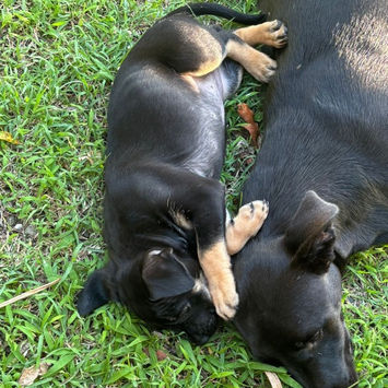 THALIE, chienne berger créole noire et feu à adopter, allongée à côté d'un chien adulte