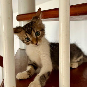 BARNABÉ, chat type européen tigré et blanc à adopter, couché sur les marches d'un escalier en colimaçon, tête penchée sur le côté, interrogatif