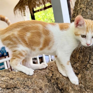 TINOU, chatte type européen blanche et rousse à adopter, grimpée sur une branche d'arbre, de profil