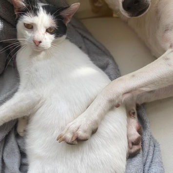 KALICY, chatte type européen blanche avec tâches noires à adopter, entre les pattes de son ami chien Howdi, partageant un moment de calme et de câlin
