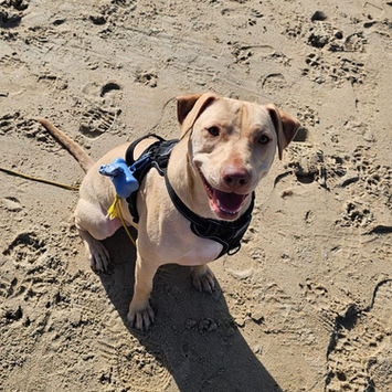 PHOENIX, chienne croisée labrador à adopter, assise dans le sable