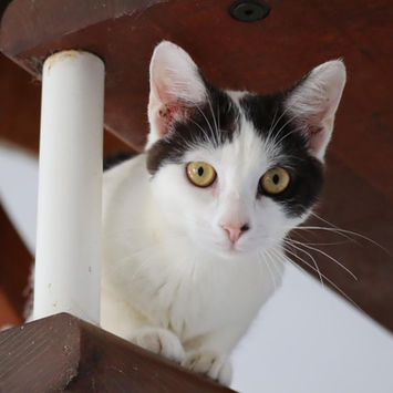 KALICY, chatte type européen blanche avec tâches noires à adopter, couchée dans des escaliers, regardant droit devant pour poser pour la photo