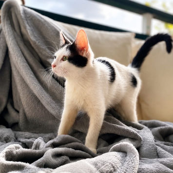 ERENE, chatte type européen blanche et noire à adopter, de profil, debout sur un plaid posé sur un canapé, queue levée, regardant face à elle