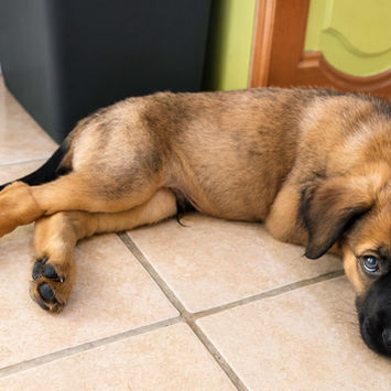 BALOO, chien berger créole fauve charbonné à adopter, couché au sol, de profil, tête posée au sol, regardant en face de lui