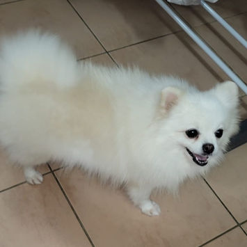 LINA, chienne spitz blanche à adopter, debout en intérieur, sur du carrelage
