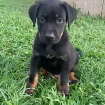 NEVIS, chien berger créole à adopter. Découvrez notre association ZANG !