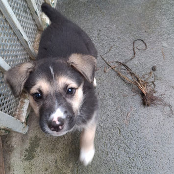 SUVA, chienne berger créole noire et beige à adopter debout sur une terrasse tête levée vers le haut
