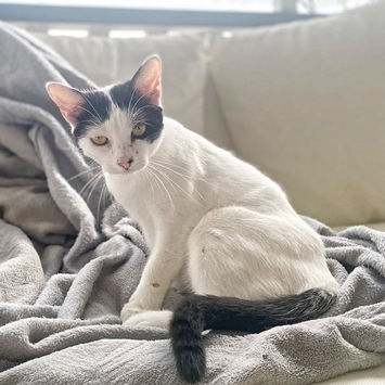 KALICY, chatte type européen blanche avec tâches noires à adopter, assise sur un canapé sur une terrasse, de profil