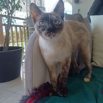 SIAM, chatte croisée siamois aux yeux bleus à adopter, debout sur un canapé