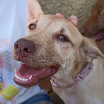 KIRAÏ, chienne berger créole fauve clair à adopter, assise, blottie contre un humain, gueule ouverte comme si elle souriait