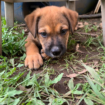 SAMOA, chien berger créole à adopter. Découvrez notre association ZANG !