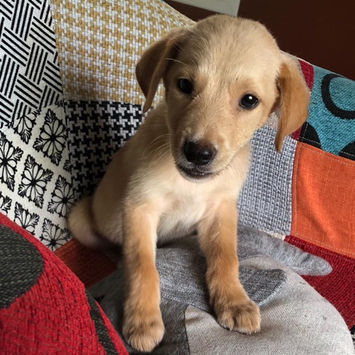 MYLO, chien berger créole fauve à adopter, assis sur un fauteuil, tête légèrement penchée sur le côté