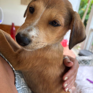 NILO, chien berger créole fauve à adopter, dans les bras d'un humain