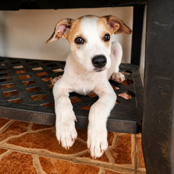 KAYLER, chien berger créole blanc et beige à adopter, allongé sur une étagère en plastique les deux pattes avant dans le vide