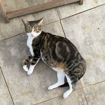 BONBONNETTE , chatte européen tigrée tricolore à adopter, couchée sur le cpité tête levée regardant vers le haut