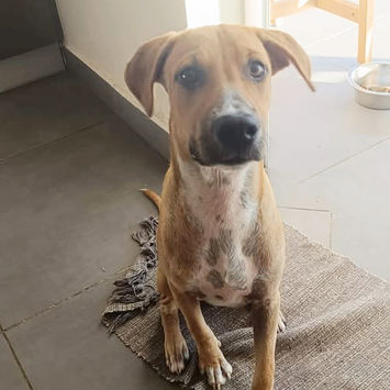 ATCHI, chien berger créole à adopter. Découvrez notre association ZANG !