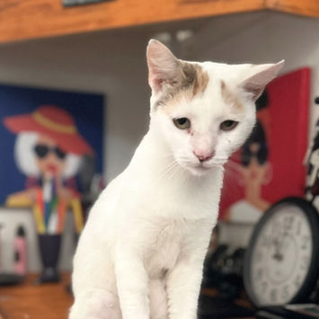PARIS, chatte type européen blanche et rousse à adopter, assise sur un meuble, tête légèrement penchée vers le bas, le regard doux