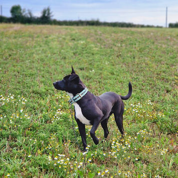 TI LOUP, chien croisé labrador à adopter. Découvrez notre association ZANG !