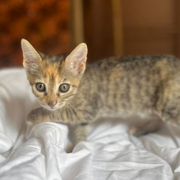 AYOLA, chatte type européen à adopter. Découvrez notre association ZANG !