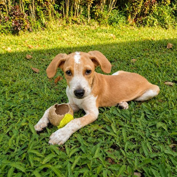 GERY, chien berger créole fauve et blanc à adopter, couché dans l'herbe, de profil, une balle entre les pattes avant, tête relevée