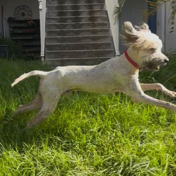CHAPLIN, chien griffon créole à adopter. Découvrez notre association ZANG !