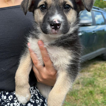SUVA, chienne berger créole noire et beige à adopter , dans les bras