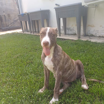 CANDY, chienne berger créole à adopter. Découvrez notre association ZANG !