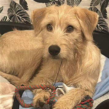 MANHATTAN, chienne croisée à adopter. Découvrez notre association ZANG !