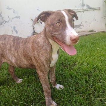 CANDY, chienne berger créole à adopter. Découvrez notre association ZANG !