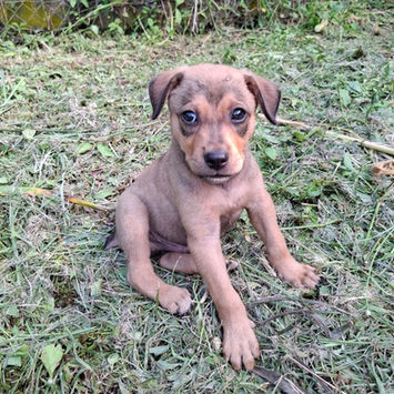 CASH, chien berger créole à adopter. Découvrez notre association ZANG !