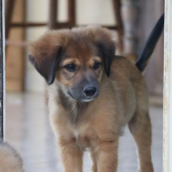 THIAKRY, chien berger créole fauve charbonné à adopter debout au seuil d'une porte